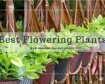 Best Flowering Plants for Hanging Baskets/Pots