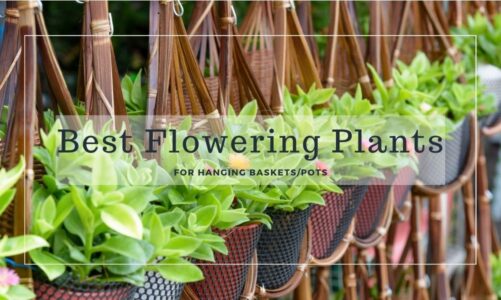 Best Flowering Plants for basket